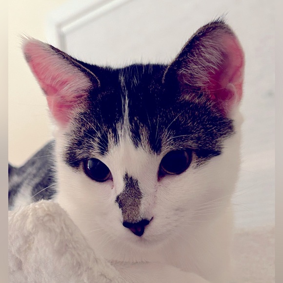 Shop to Support Kitties!💕🐾My Cause for PAWS🐾!💕 - Picture 17 of 17